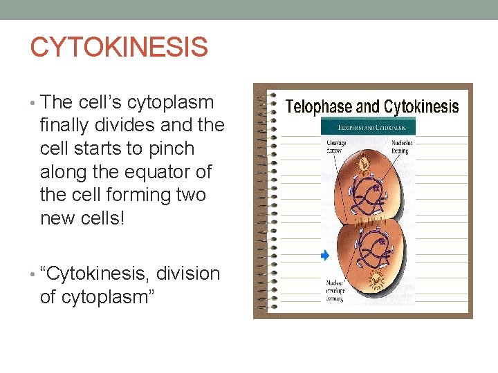 CYTOKINESIS • The cell’s cytoplasm finally divides and the cell starts to pinch along