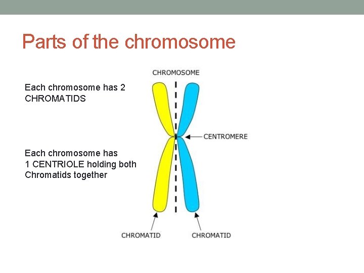 Parts of the chromosome Each chromosome has 2 CHROMATIDS Each chromosome has 1 CENTRIOLE