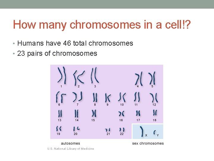 How many chromosomes in a cell!? • Humans have 46 total chromosomes • 23