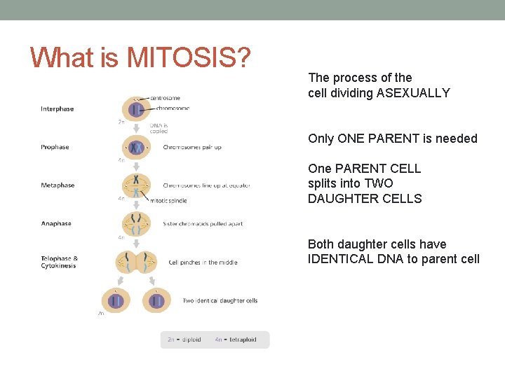 What is MITOSIS? The process of the cell dividing ASEXUALLY Only ONE PARENT is