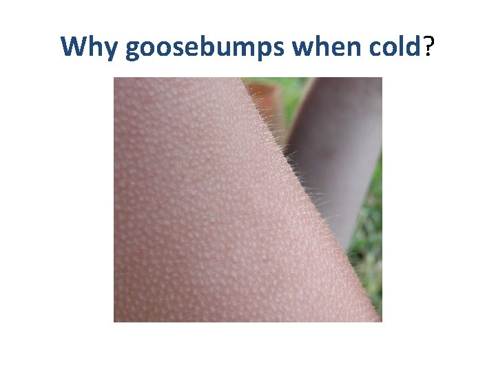 Why goosebumps when cold? 