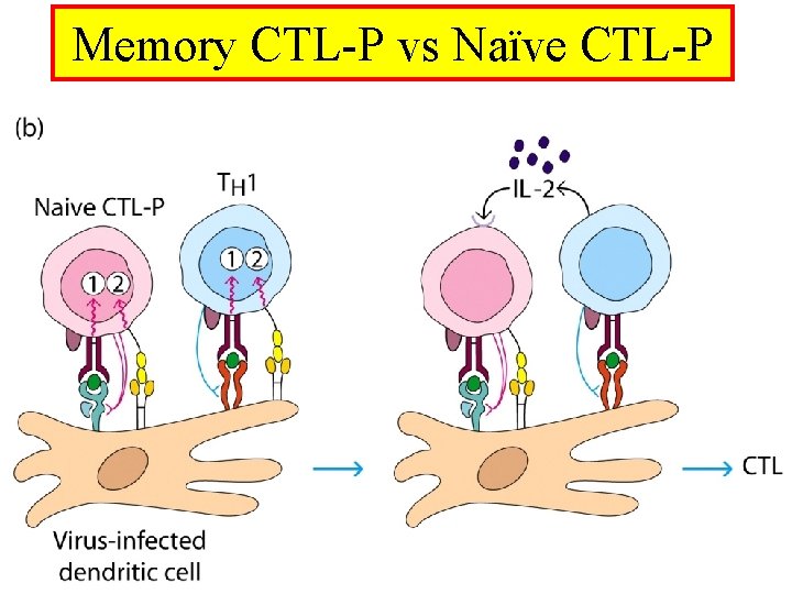 Memory CTL-P vs Naïve CTL-P 