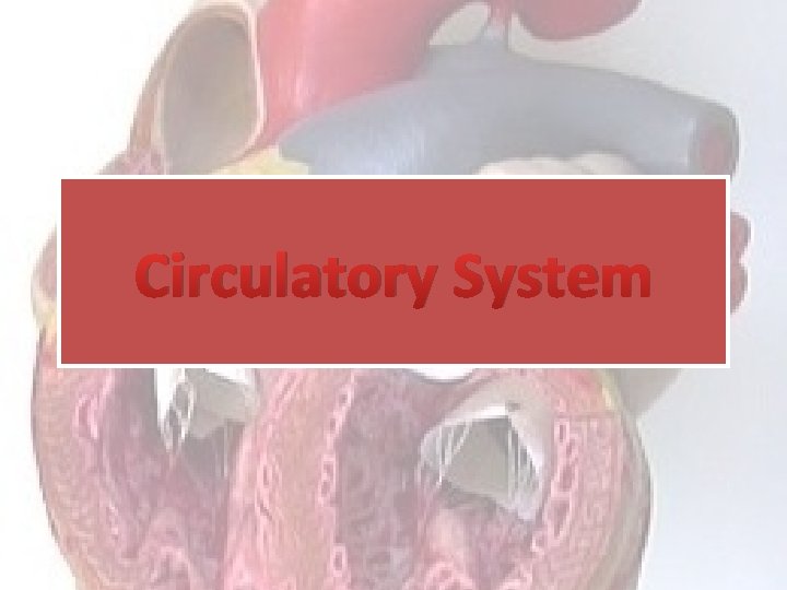 Circulatory System 