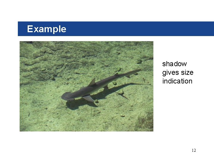 Example shadow gives size indication 12 