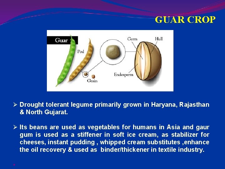 GUAR CROP Ø Drought tolerant legume primarily grown in Haryana, Rajasthan & North Gujarat.