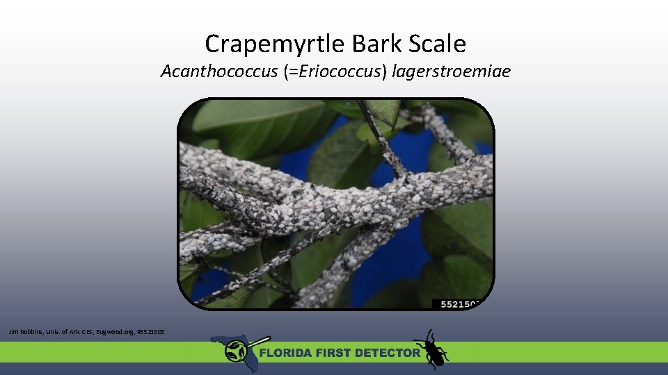 Crapemyrtle Bark Scale Acanthococcus (=Eriococcus) lagerstroemiae Jim Robbins, Univ. of Ark. CES, Bugwood. org,