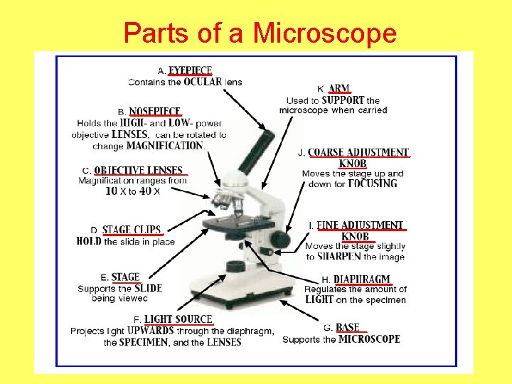 Parts of a Microscope 