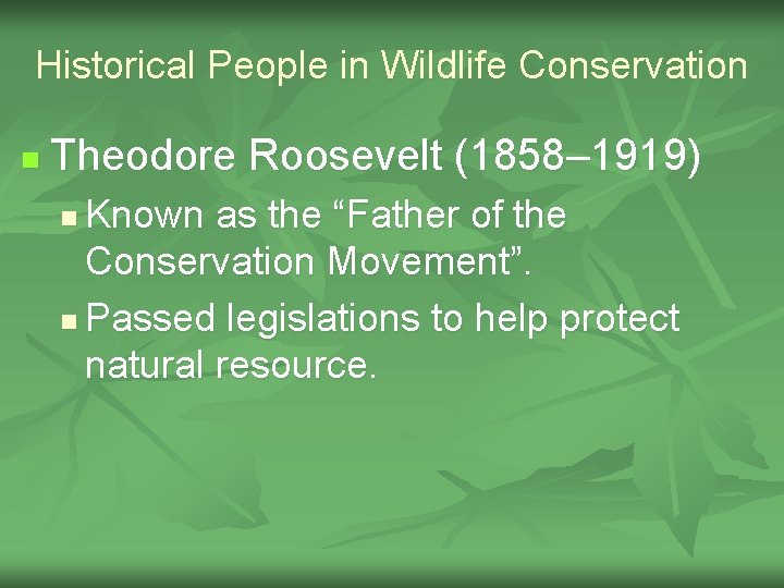 Historical People in Wildlife Conservation n Theodore Roosevelt (1858– 1919) Known as the “Father