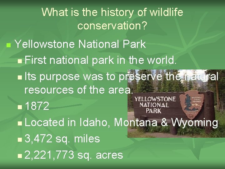 What is the history of wildlife conservation? n Yellowstone National Park n First national