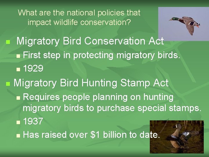 What are the national policies that impact wildlife conservation? n Migratory Bird Conservation Act