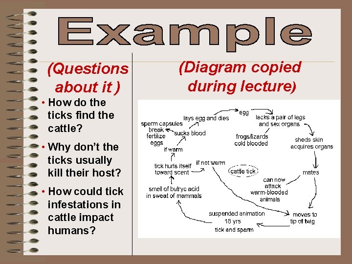 (Questions about it ) • How do the ticks find the cattle? • Why