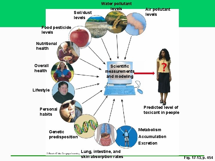 Environmental Hazards and Human Health Chapter 19 see