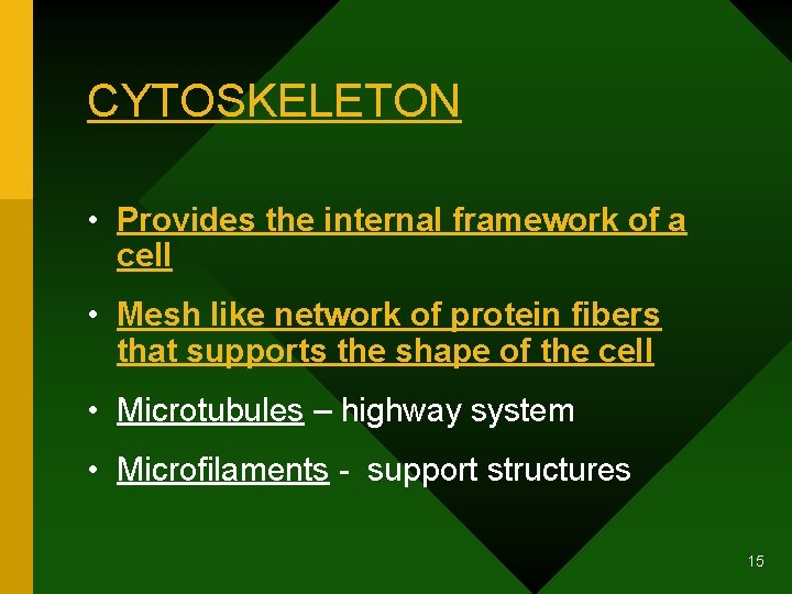 CYTOSKELETON • Provides the internal framework of a cell • Mesh like network of