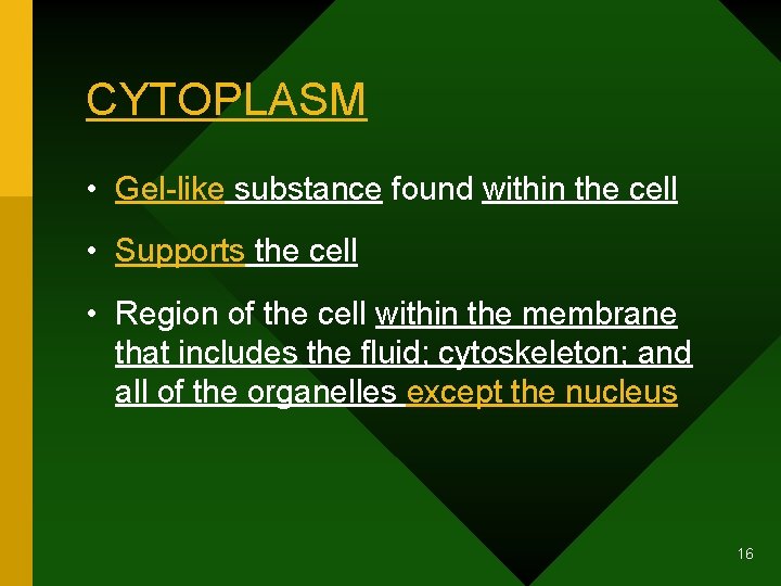 CYTOPLASM • Gel-like substance found within the cell • Supports the cell • Region
