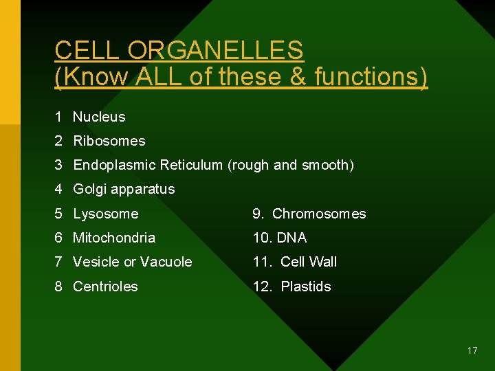 CELL ORGANELLES (Know ALL of these & functions) 1 Nucleus 2 Ribosomes 3 Endoplasmic