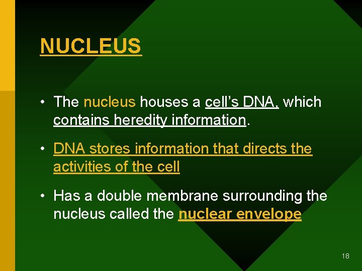 NUCLEUS • The nucleus houses a cell’s DNA, which contains heredity information. • DNA