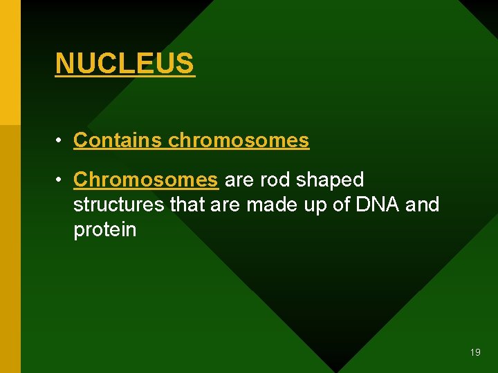 NUCLEUS • Contains chromosomes • Chromosomes are rod shaped structures that are made up