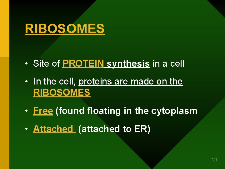RIBOSOMES • Site of PROTEIN synthesis in a cell • In the cell, proteins