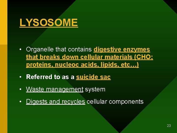 LYSOSOME • Organelle that contains digestive enzymes that breaks down cellular materials (CHO; proteins,