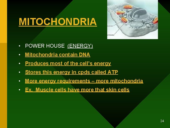 MITOCHONDRIA • POWER HOUSE (ENERGY) • Mitochondria contain DNA • Produces most of the