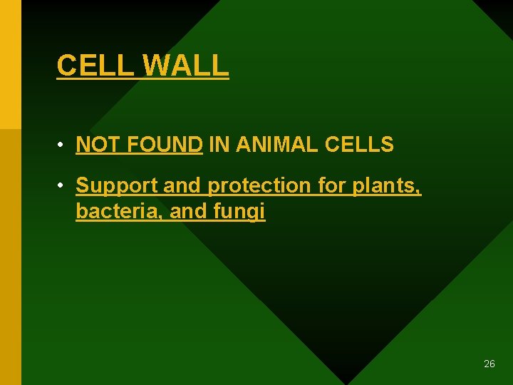 CELL WALL • NOT FOUND IN ANIMAL CELLS • Support and protection for plants,