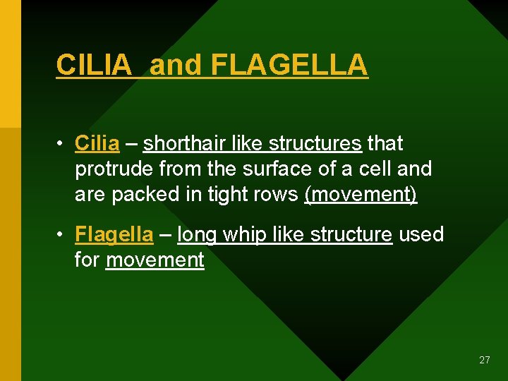 CILIA and FLAGELLA • Cilia – shorthair like structures that protrude from the surface