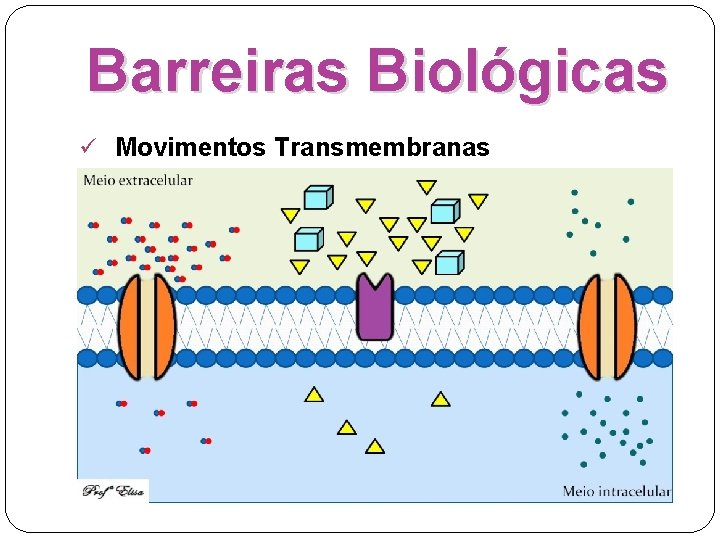 Barreiras Biológicas ü Movimentos Transmembranas 