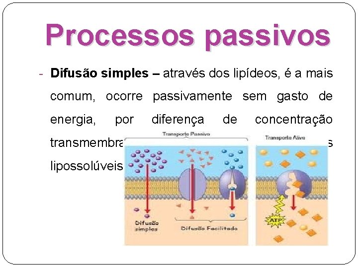 Processos passivos - Difusão simples – através dos lipídeos, é a mais comum, ocorre