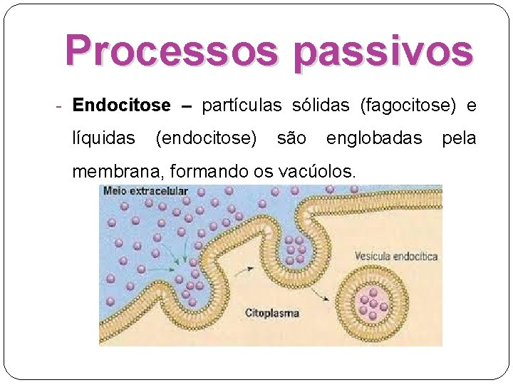 Processos passivos - Endocitose – partículas sólidas (fagocitose) e líquidas (endocitose) são englobadas membrana,