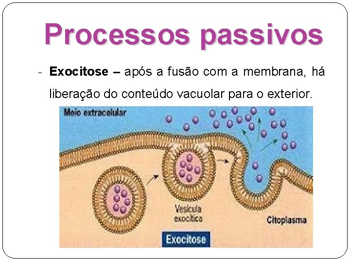 Processos passivos - Exocitose – após a fusão com a membrana, há liberação do