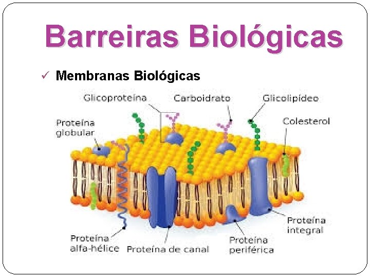 Barreiras Biológicas ü Membranas Biológicas 