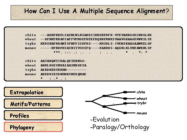 How Can I Use A Multiple Sequence Alignment? chite wheat trybr mouse ---ADKPKRPLSAYMLWLNSARESIKRENPDFK-VTEVAKKGGELWRGLKD --DPNKPKRAPSAFFVFMGEFREEFKQKNPKNKSVAAVGKAAGERWKSLSE