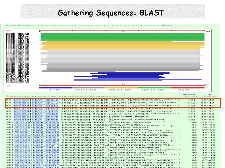 Gathering Sequences: BLAST 