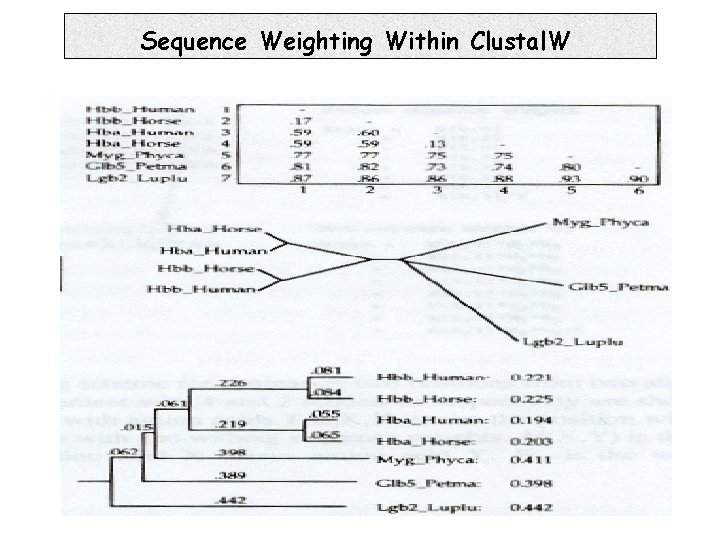 Sequence Weighting Within Clustal. W 