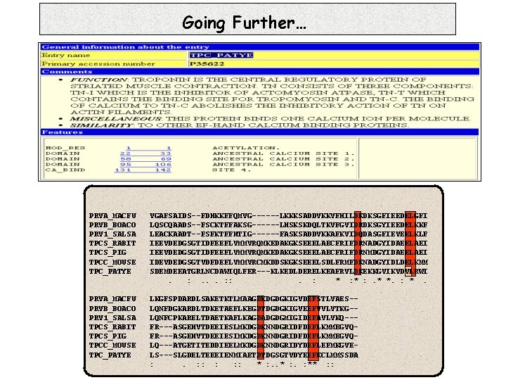 Going Further… PRVA_MACFU PRVB_BOACO PRV 1_SALSA TPCS_RABIT TPCS_PIG TPCC_MOUSE TPC_PATYE VGAFSAIDS--FDHKKFFQMVG------LKKKSADDVKKVFHILDKDKSGFIEEDELGFI LQSCQAADS--FSCKTFFAKSG------LHSKSKDQLTKVFGVIDRDKSGYIEEDELKKF LEACKAADT--FSFKTFFHTIG------FASKSADDVKKAFKVIDQDASGFIEVEELKLF IEEVDEDGSGTIDFEEFLVMMVRQMKEDAKGKSEEELAECFRIFDRNADGYIDAEELAEI