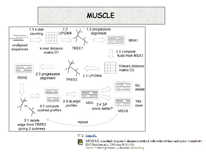 MUSCLE 7. 16. 1 Progressive 