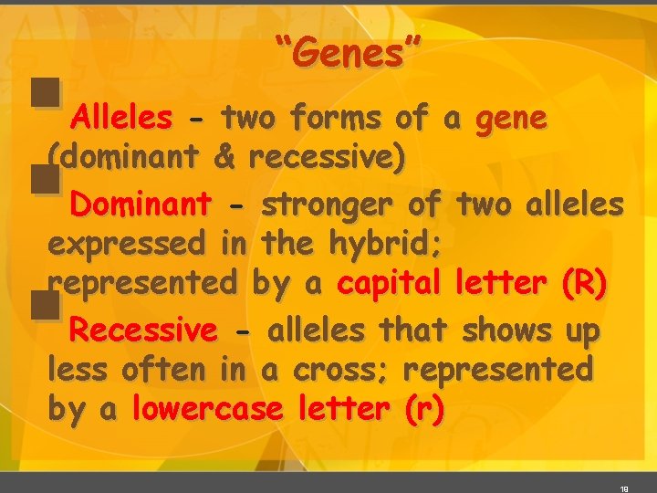 § § § “Genes” Alleles - two forms of a gene (dominant & recessive)