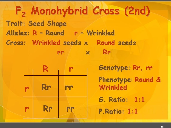 F 2 Monohybrid Cross (2 nd) Trait: Seed Shape Alleles: R – Round r