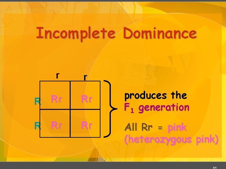 Incomplete Dominance r r R Rr Rr produces the F 1 generation All Rr