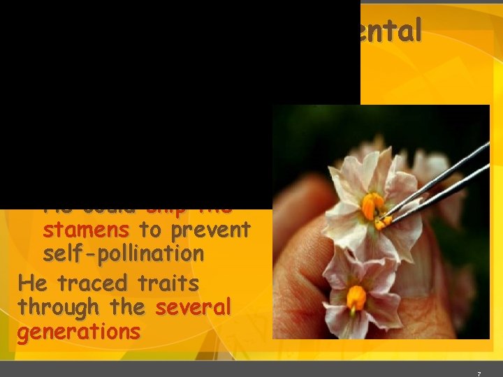 Mendel’s Experimental Methods Mendel hand-pollinated flowers using a paintbrush He could snip the stamens Mendel’s Experimental Methods Mendel hand-pollinated flowers using a paintbrush He could snip the stamens