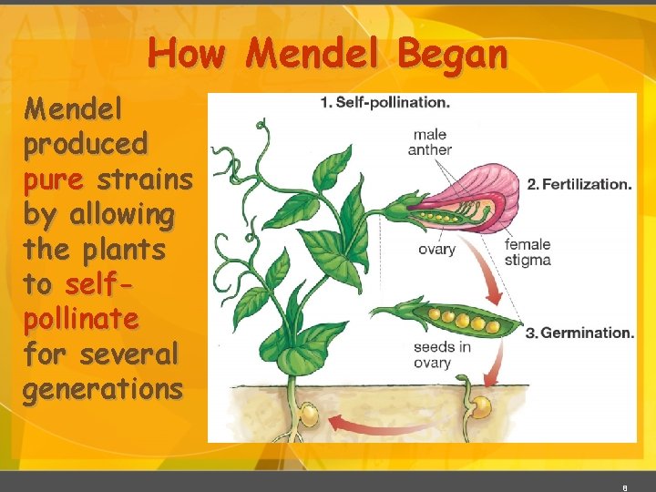 How Mendel Began Mendel produced pure strains by allowing the plants to selfpollinate for How Mendel Began Mendel produced pure strains by allowing the plants to selfpollinate for
