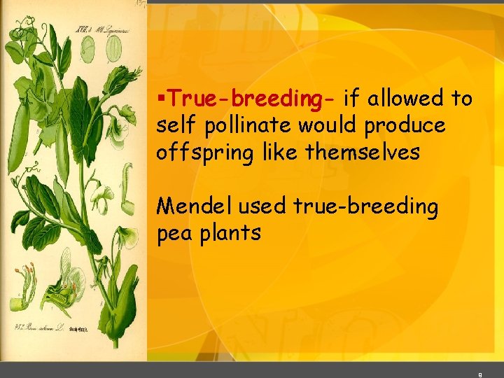 §True-breeding- if allowed to self pollinate would produce offspring like themselves Mendel used true-breeding §True-breeding- if allowed to self pollinate would produce offspring like themselves Mendel used true-breeding