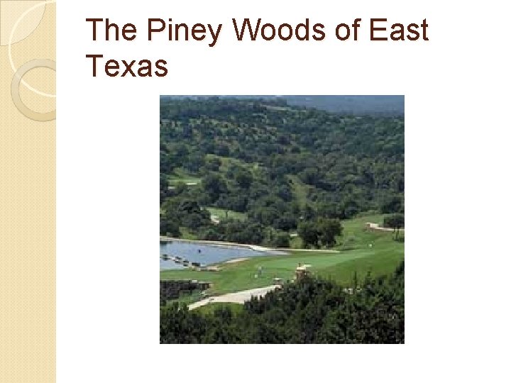 The Piney Woods of East Texas 