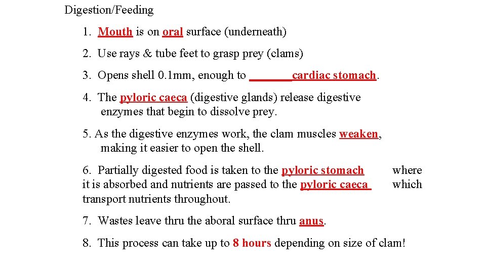 Digestion/Feeding 1. Mouth is on oral surface (underneath) 2. Use rays & tube feet Digestion/Feeding 1. Mouth is on oral surface (underneath) 2. Use rays & tube feet