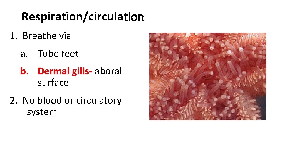 Respiration/circulation 1. Breathe via a. Tube feet b. Dermal gills- aboral surface 2. No Respiration/circulation 1. Breathe via a. Tube feet b. Dermal gills- aboral surface 2. No