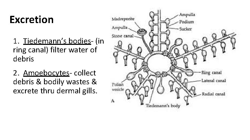 Excretion 1. Tiedemann’s bodies- (in ring canal) filter water of debris 2. Amoebocytes- collect Excretion 1. Tiedemann’s bodies- (in ring canal) filter water of debris 2. Amoebocytes- collect