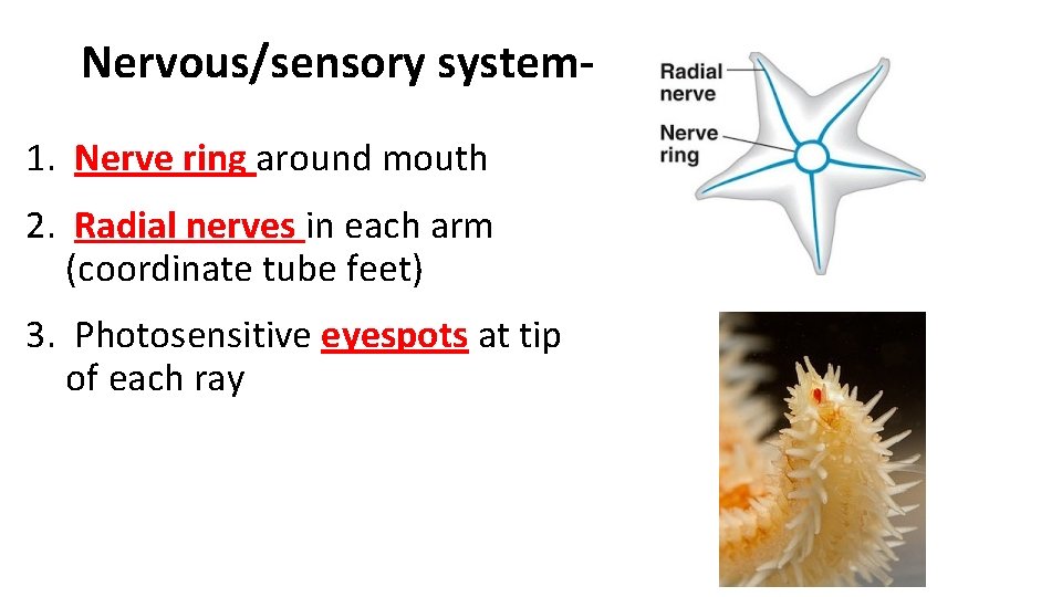 Nervous/sensory system 1. Nerve ring around mouth 2. Radial nerves in each arm (coordinate Nervous/sensory system 1. Nerve ring around mouth 2. Radial nerves in each arm (coordinate