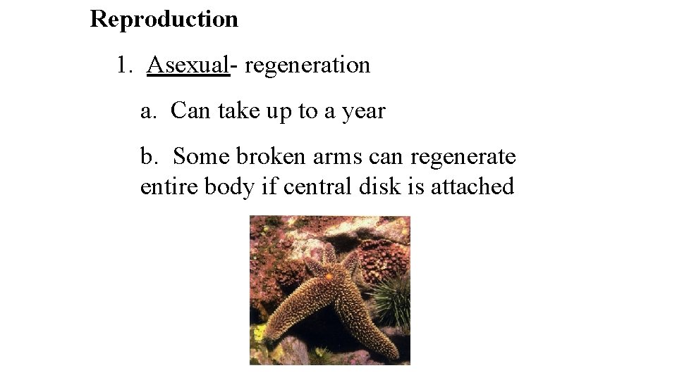 Reproduction 1. Asexual- regeneration a. Can take up to a year b. Some broken Reproduction 1. Asexual- regeneration a. Can take up to a year b. Some broken