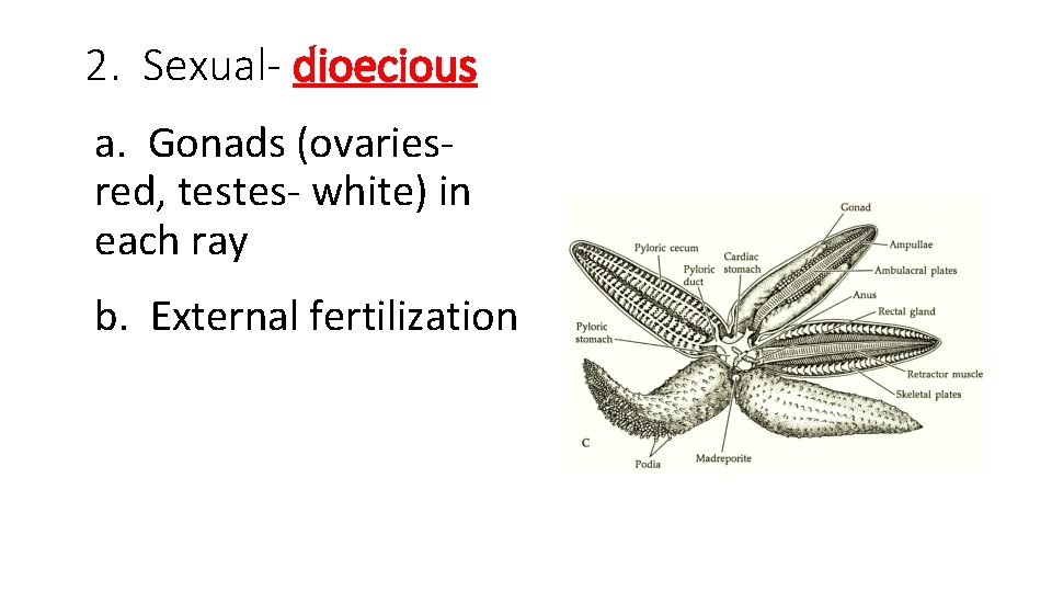 2. Sexual- dioecious a. Gonads (ovariesred, testes- white) in each ray b. External fertilization 2. Sexual- dioecious a. Gonads (ovariesred, testes- white) in each ray b. External fertilization