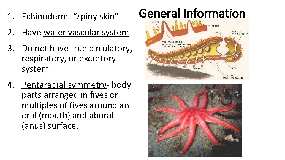 1. Echinoderm- “spiny skin” 2. Have water vascular system 3. Do not have true 1. Echinoderm- “spiny skin” 2. Have water vascular system 3. Do not have true
